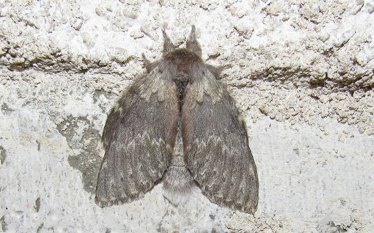 Papillons - Le bombyx du hêtre ou L'écureuil - Stauropus fagi - Femelle