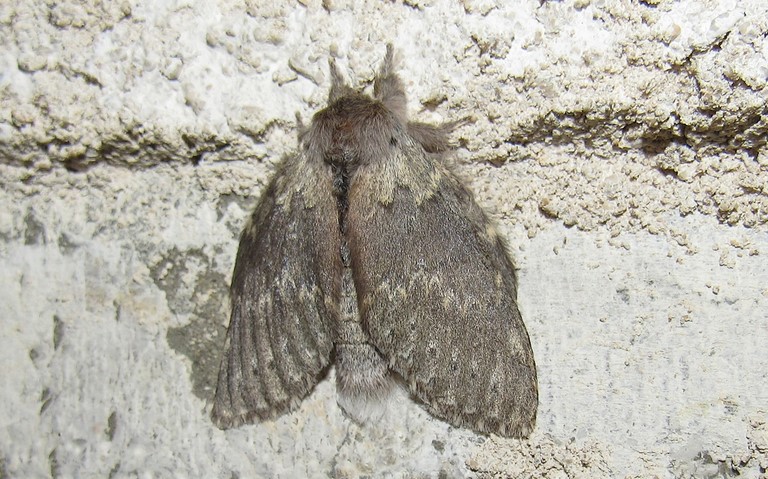 Papillons - Le bombyx du hêtre ou L'écureuil - Stauropus fagi - Femelle