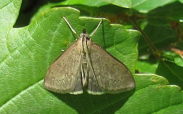 Papillons - Le botys des rhinanthes - Anania fuscalis