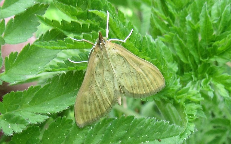 Papillons - Botys hyalin - Paratalanta hyalinalis