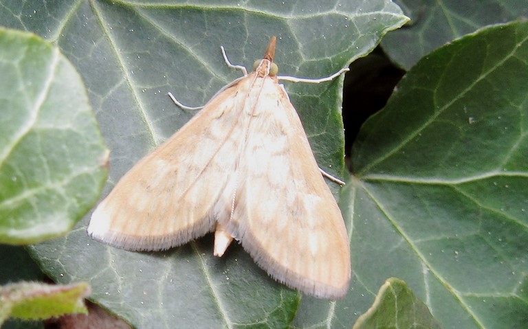 Papillons - Botys hyalin - Paratalanta hyalinalis