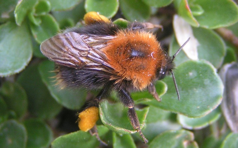 22 septembre 2022 Le bourdon terrestre - Bombus terrestris