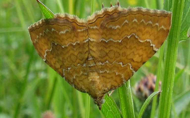 Papillons - Brocatelle d'or - Camptogramma bilineata