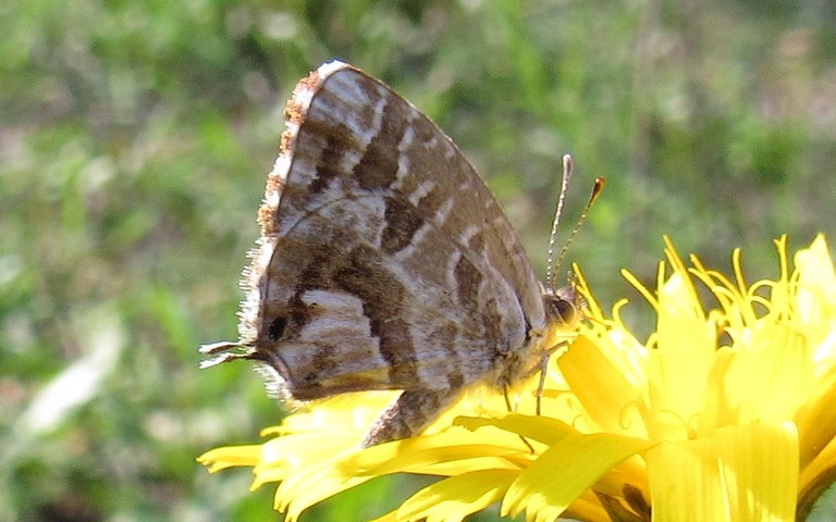 Papillons -  Le brun des pélargoniums - Cacyreus marshalli