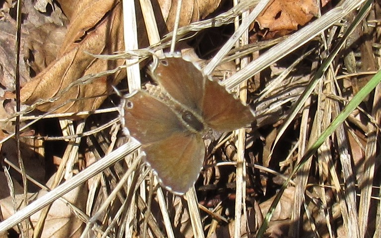 Papillons -  Le brun des pélargoniums - Cacyreus marshalli