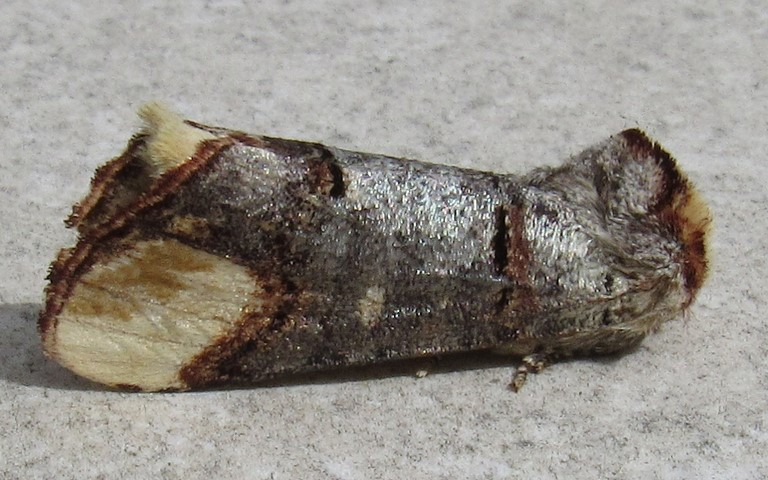 Papillons - La bucéphale - Phalera bucephala