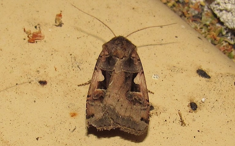 Papillons - Le C noir - Xestia c-nigrum