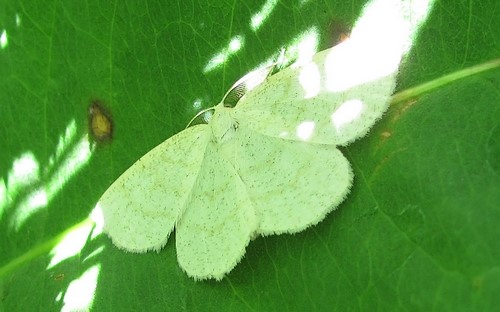 Papillons - Cabere pustulee - Cabera exanthemata - Male