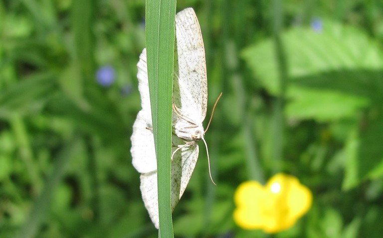 Papillons - La cabère pustulée - Cabera Exanthemata - Femelle