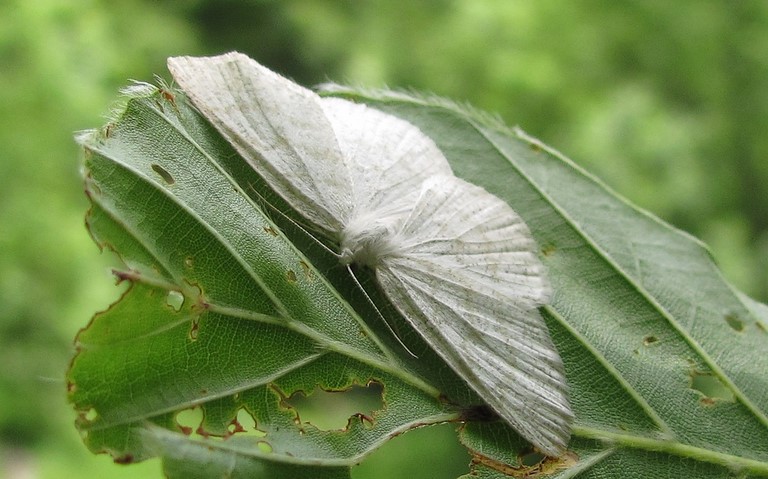 Papillons - La cabère pustulée - Cabera Exanthemata - Femelle