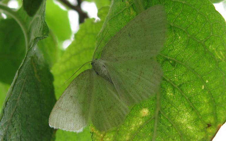 Papillons - La cabère pustulée - Cabera Exanthemata - Femelle