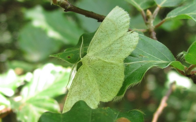 Papillons - Cabère pustulée - Cabera exanthemata - Mâle