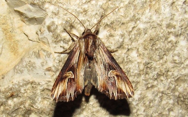 Papillons - La camomilière - Actinotia polyodon
