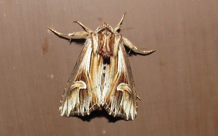 Papillons - La camomilière - Actinotia polyodon