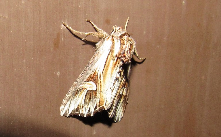 Papillons - La camomilière - Actinotia polyodon