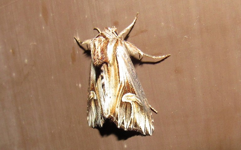 Papillons - La camomilière - Actinotia polyodon