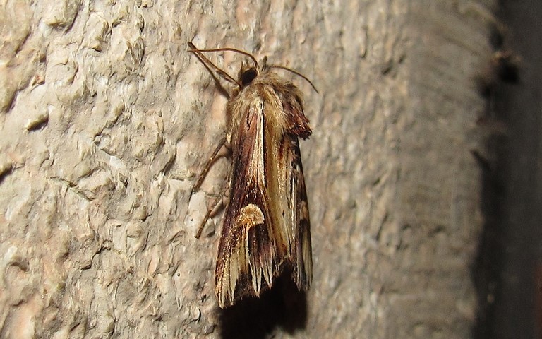 Papillons - La camomilière - Actinotia polyodon