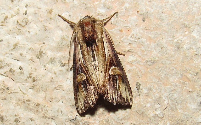 Papillons - La camomilière - Actinotia polyodon