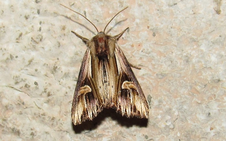 Papillons - La camomilière - Actinotia polyodon