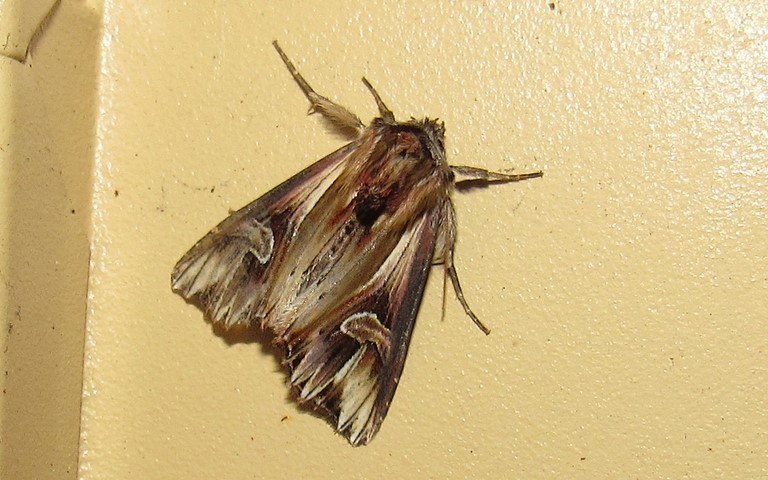 Papillons - La camomiliere - Actinotia polyodon