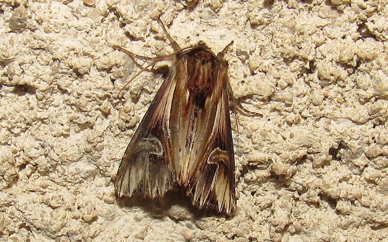 Papillons - La camomilière - Actinotia polyodon