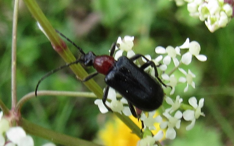 Coléoptères - Cérambycidés - Carilia virginea