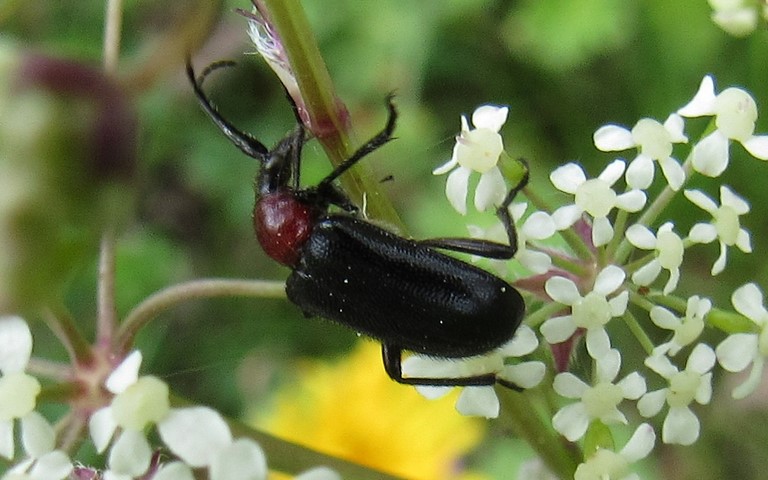 Coléoptères - Cérambycidés - Carilia virginea