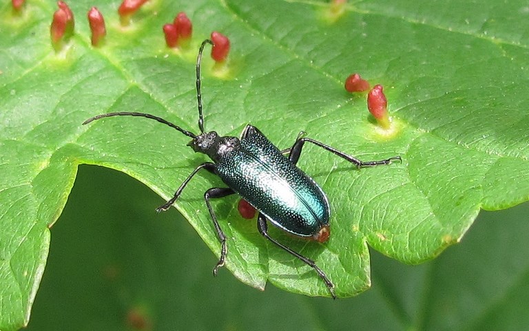 Coléoptères - Cérambycidés - Gaurotes (Carilia) virginea