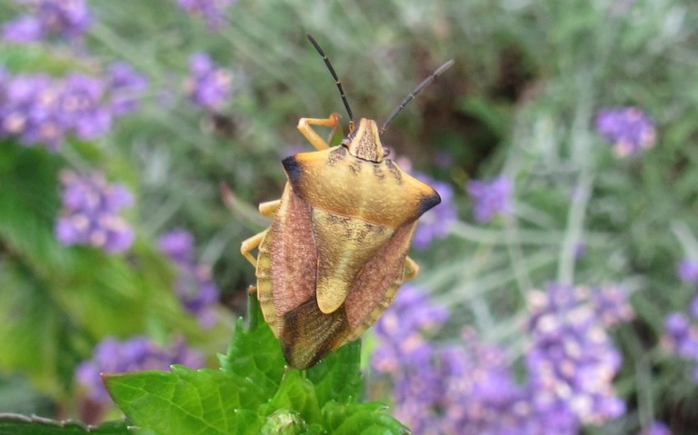 20 juillet 2025 Punaise des céréales 2 - Carpocoris fuscipinus