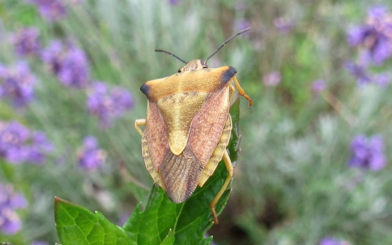 20 juillet 2025 Punaise des céréales 2 - Carpocoris fuscipinus
