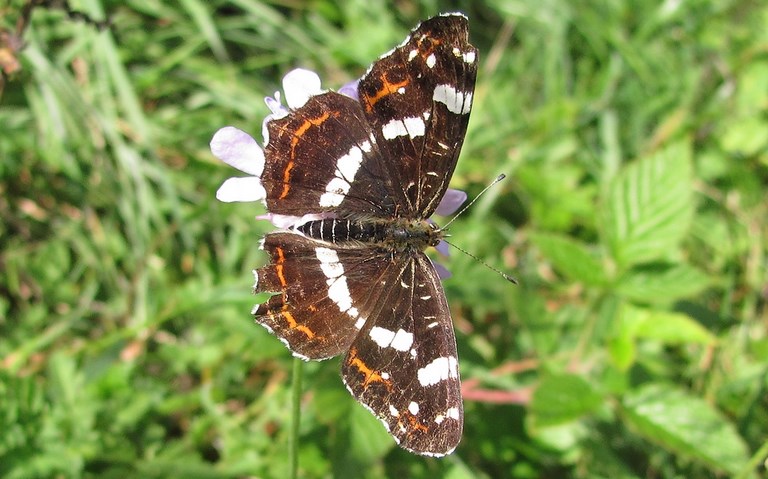 Papillons - Carte géographique - Araschnia Levana