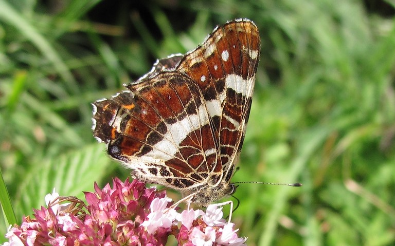 Papillons - Carte géographique - Araschnia Levana