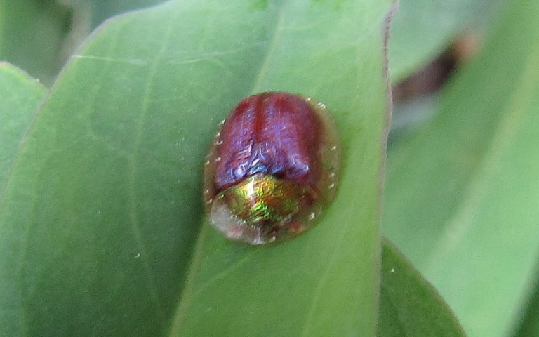 La casside azurée - Cassida azurea