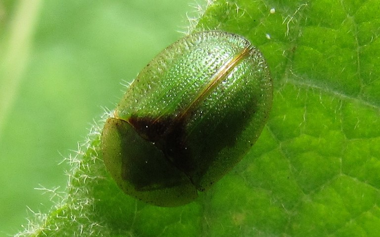 Papillons - Eupithecia sp.