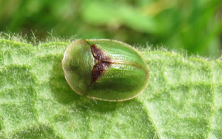 Cassida sp.