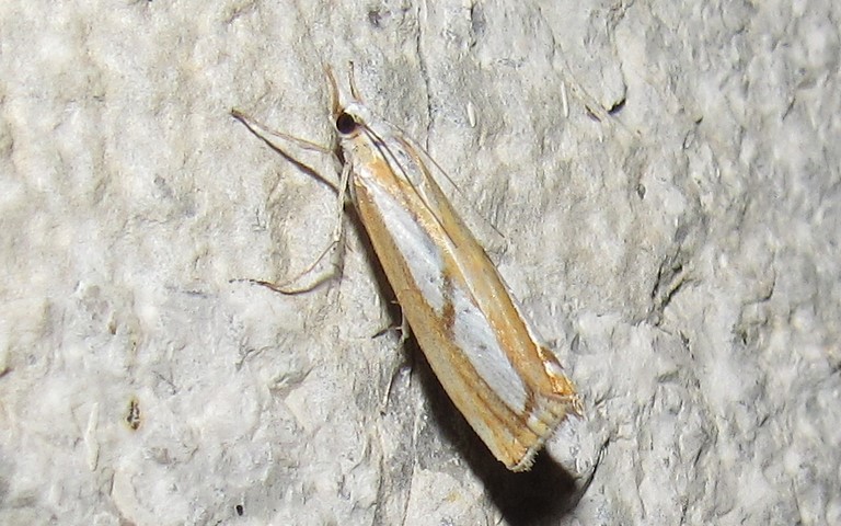 Papillons - Crambus permuté - Catoptria permutatellus