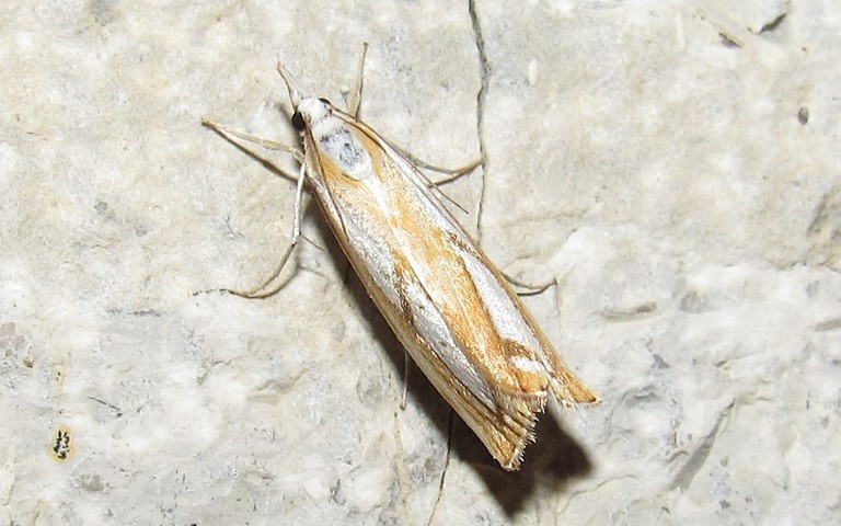 Papillons - Crambus permuté - Catoptria permutatellus