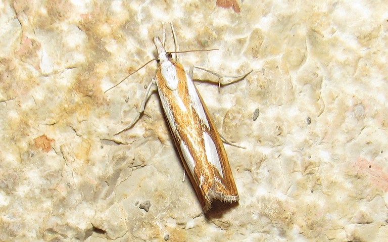 Papillons - Crambus permuté - Catoptria permutatellus