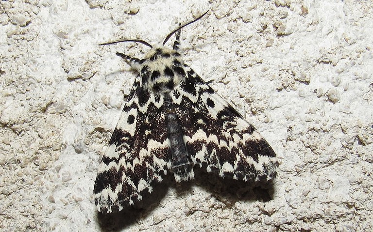 Papillons - La cénobite - Panthea coenobita - Mâle