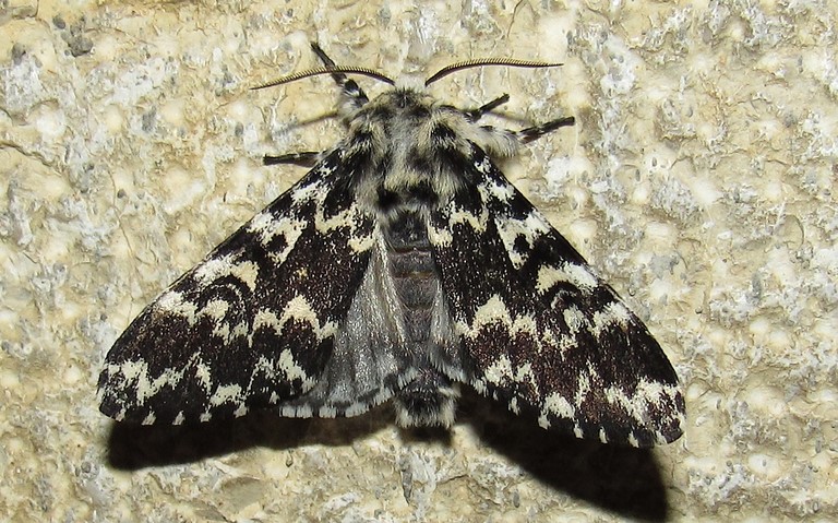Papillons - Cénobite - Panthea coenobita