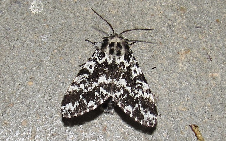 Papillons - La cénobite - Panthea coenobita