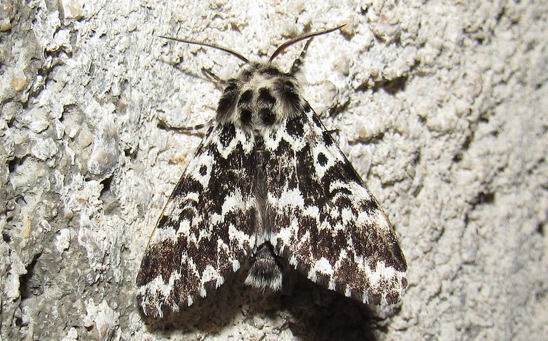 Papillons - La cénobite - Panthea coenobita