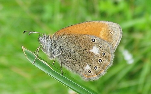 Papillons - Le fadet de la mélique - Coenonympha glycerion