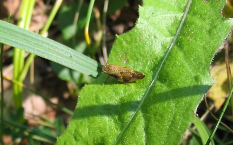 Cercope de l'aulne - Aphrophora alni