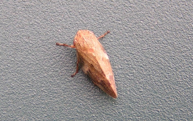 Cercope de l'aulne - Aphrophora alni