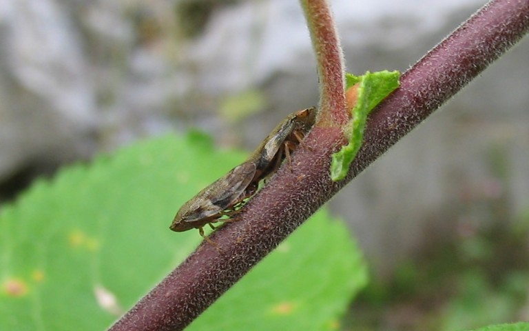 Cercope de l'aulne - Aphrophora alni