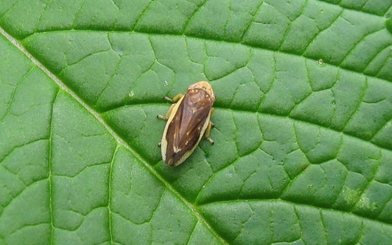 Cercope des pres - Philaenus spumarius