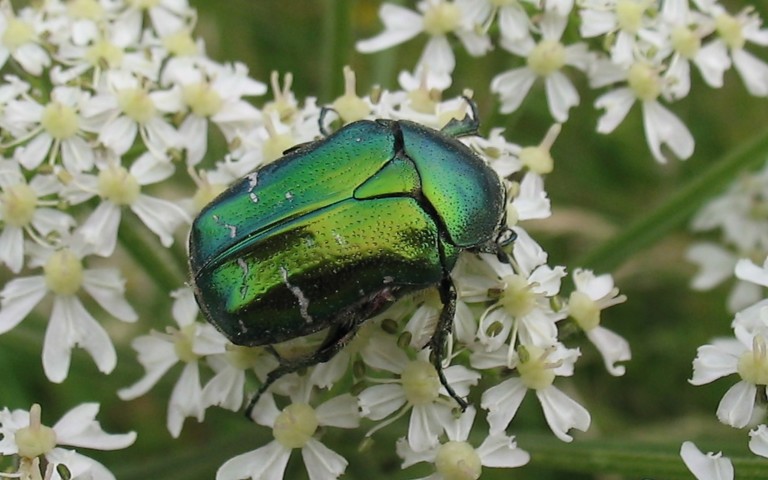 01 juillet 2007 Cétoine dorée - Cetonia aurata