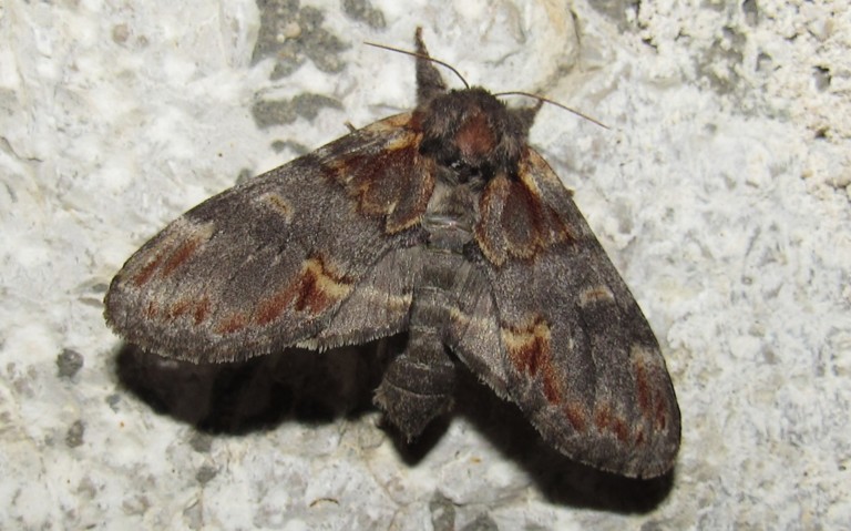 15 août 2023 Papillons - Le chameau - Notodonta dromedarius - Femelle