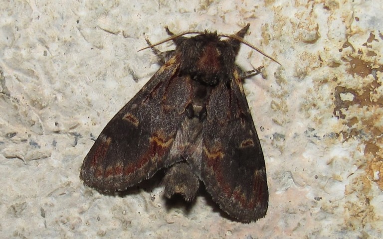 12 août 2026 Papillons - Le chameau - Notodonta dromedarius - Mâle